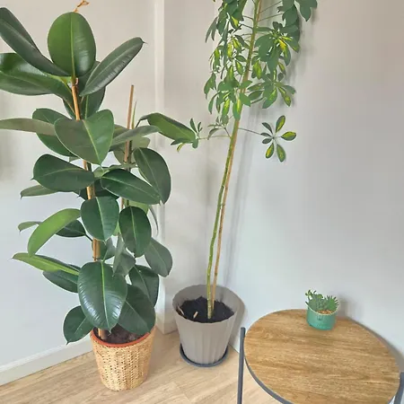 Roof - Vut4217as Lägenhet Gijón