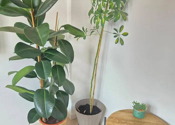 Roof - Vut4217as Apartment Gijon